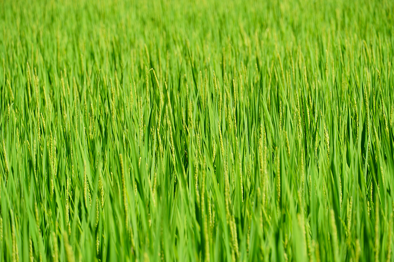 別荘地の隣にはのどかな田園風景