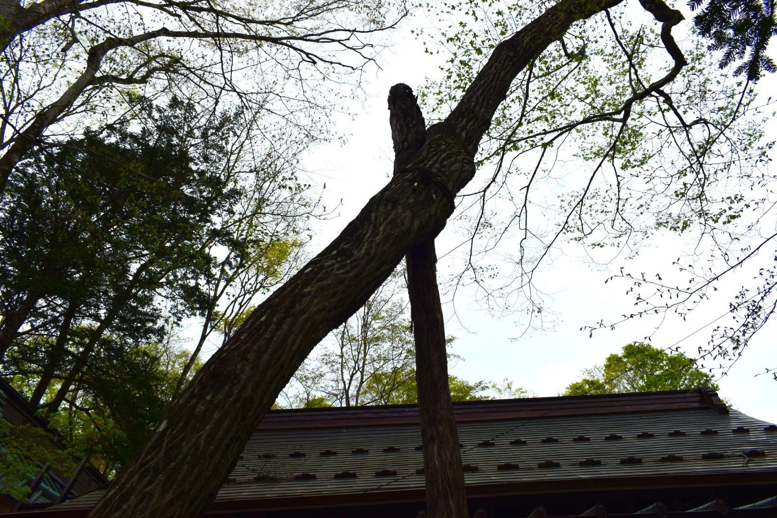 神玉巡拝新屋山神社