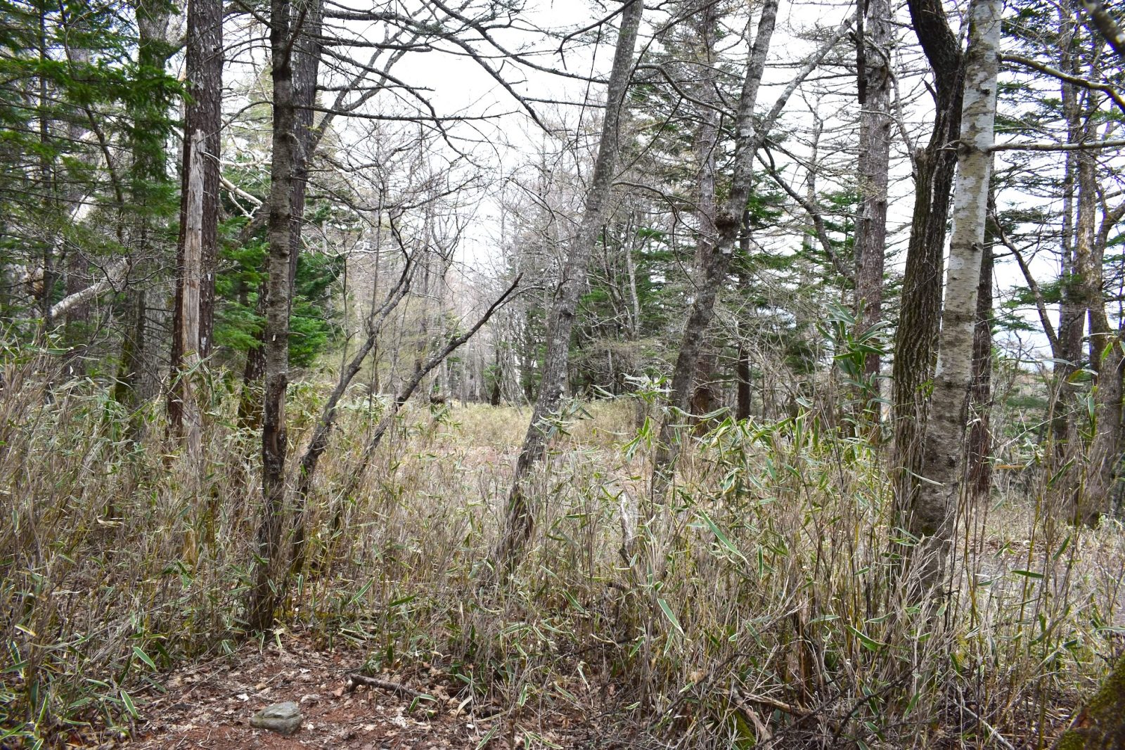 神玉巡拝新屋山神社