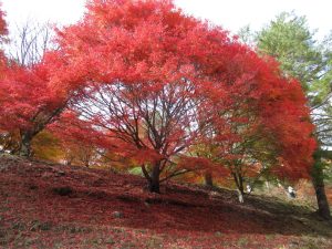 一生分の紅葉を見た気分、伊那郡箕輪ダムはもみじ湖
