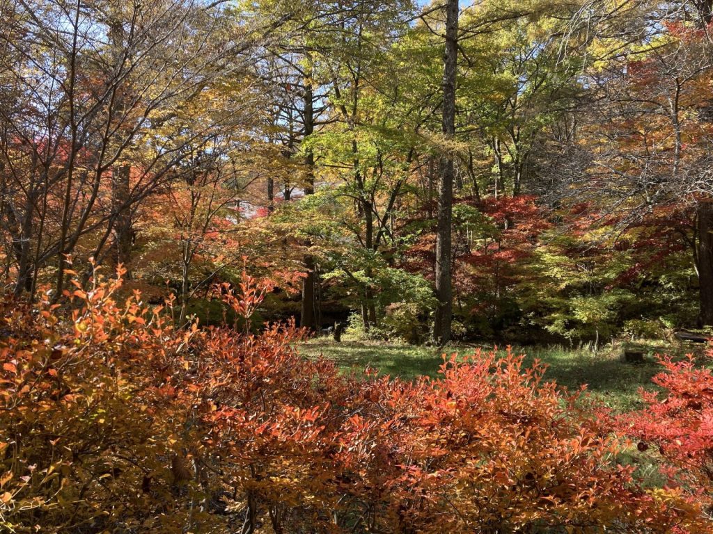 八ヶ岳晩秋の紅葉