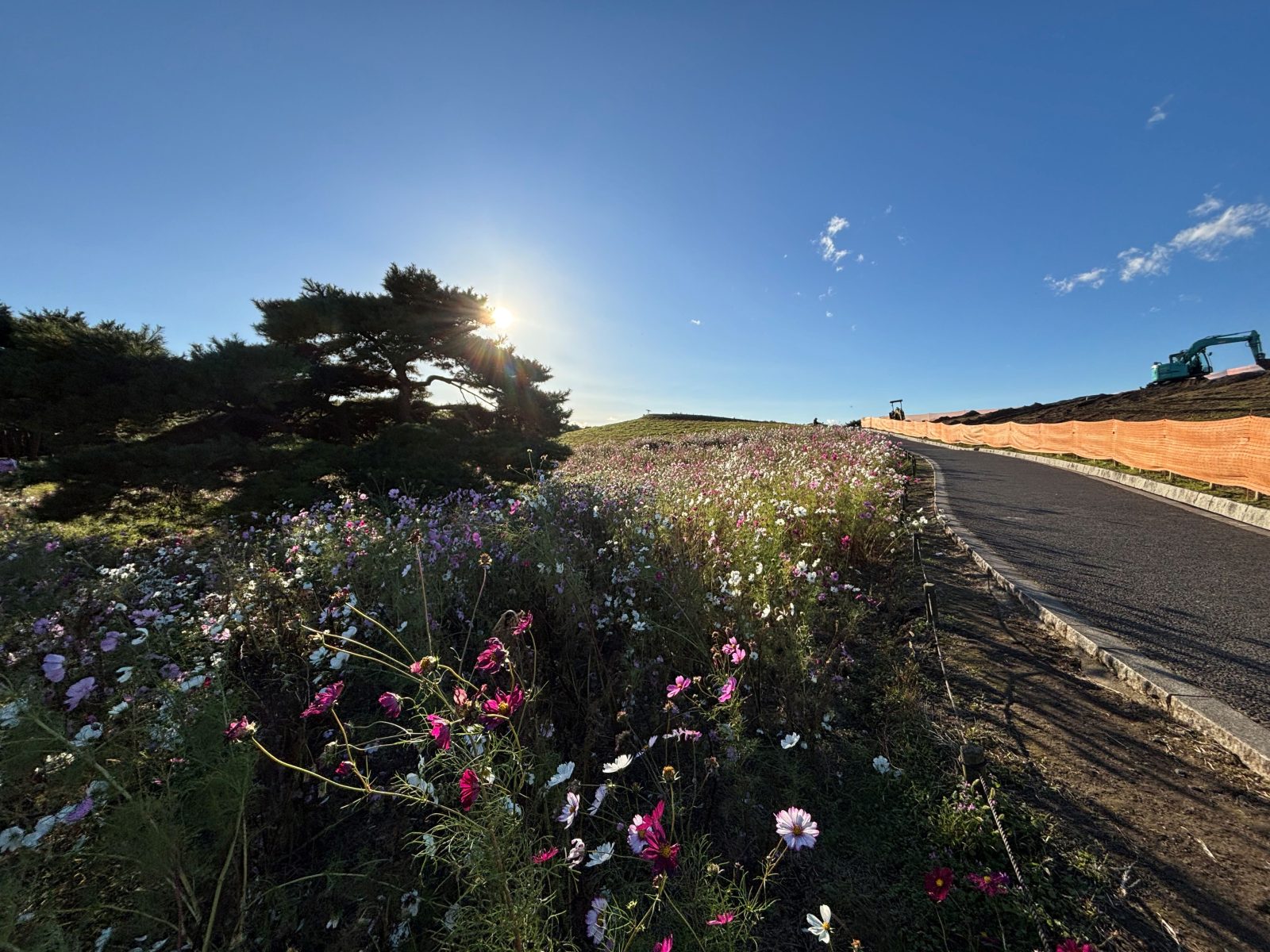 国営ひたち海浜公園のコスモス