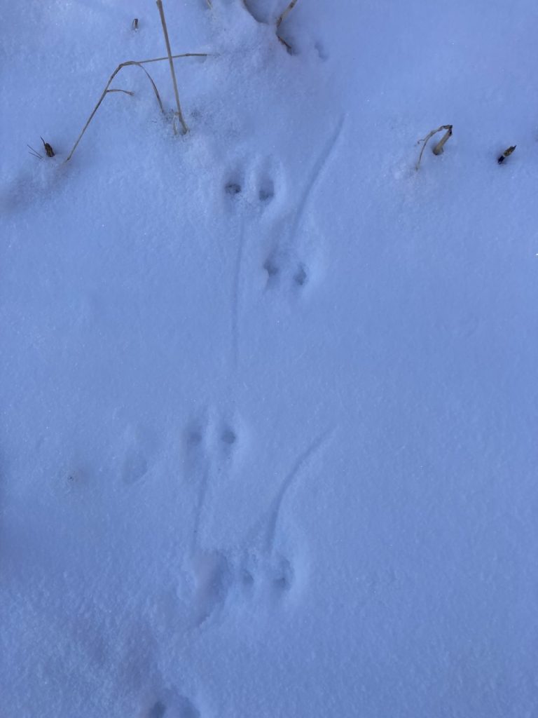 雪のフィールドに動物達の痕跡