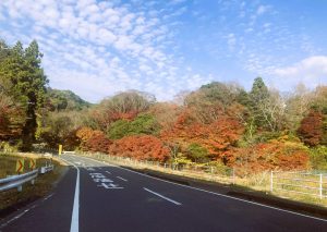 【南房総で田舎暮らし】行くなら今です! 富津のもみじロード