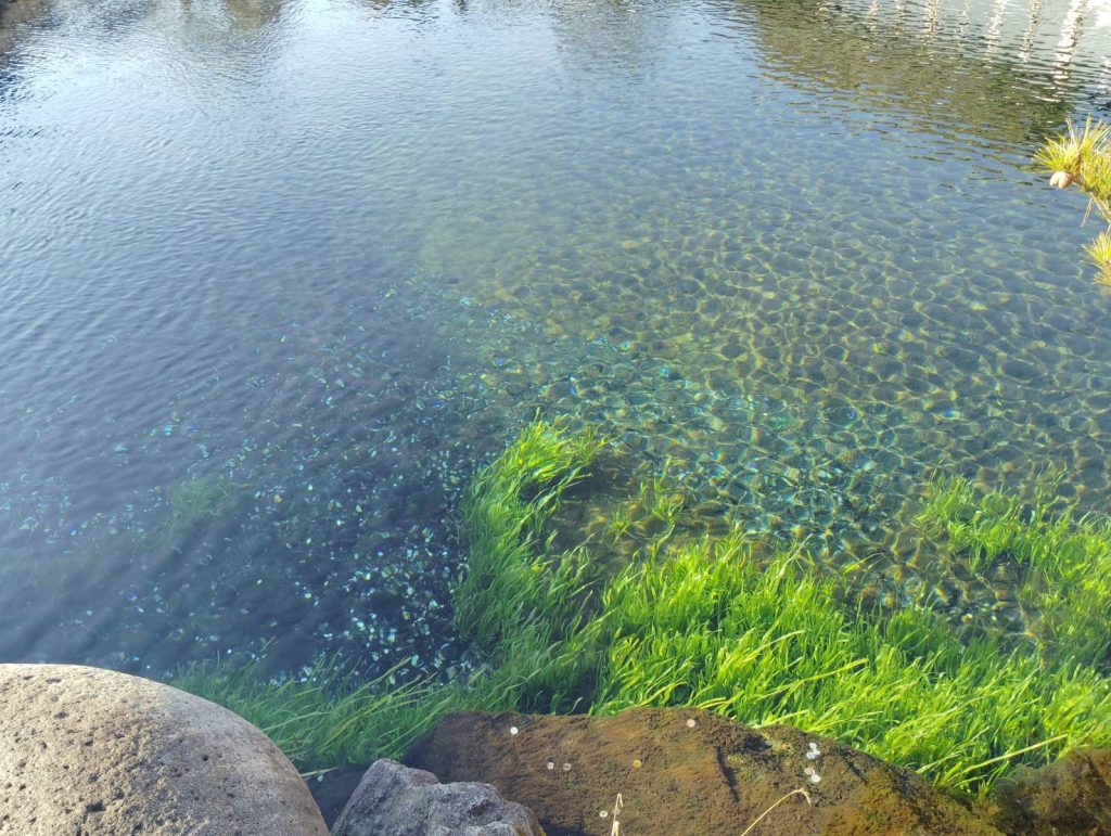 何故にコインを投げるのか、やはり何かご利益を欲する心の現れでしょうか