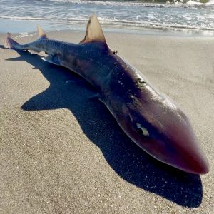 海がざわめく瞬間――富津岬周辺で起きるナブラ・ボイル・ライズの光景