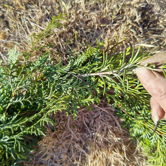 エバーグリーン,てづくり、ハンドメイド、クリスマスリース、ナチュラルリースの作りかた、簡単、ゼロ円