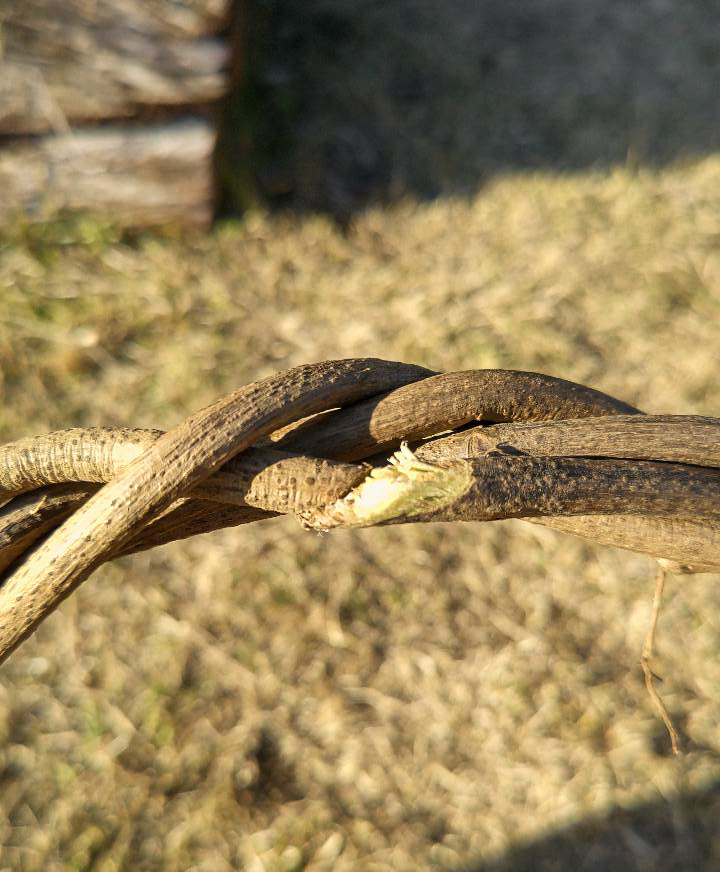 てづくり、ハンドメイド、クリスマスリース、ナチュラルリースの作りかた、簡単、ゼロ円