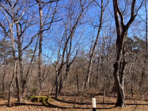 【軽井沢町千ヶ滝】陽当たり良好な高台の土地を紹介します