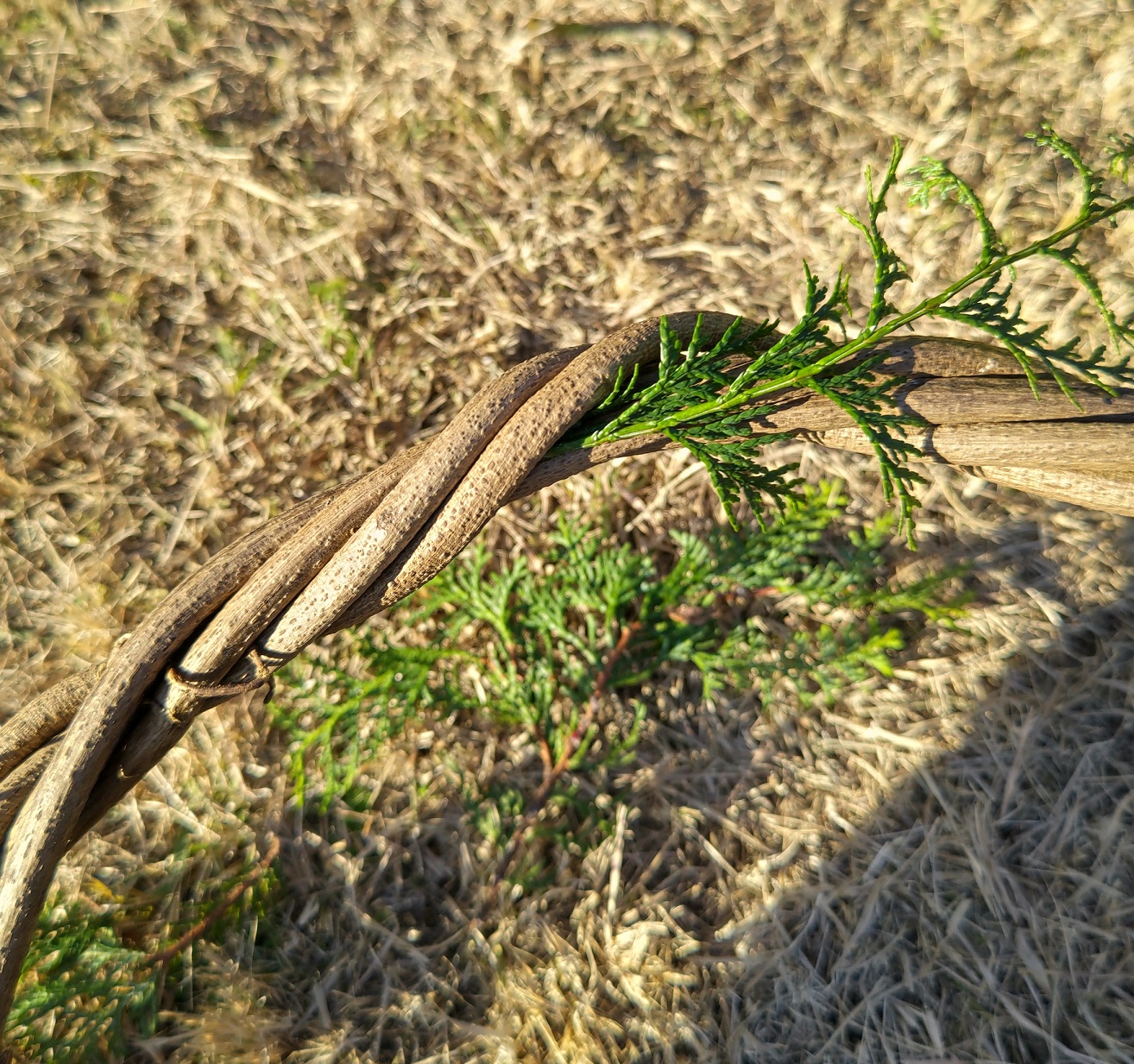 エバーグリーン,てづくり、ハンドメイド、クリスマスリース、ナチュラルリースの作りかた、簡単、ゼロ円