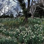 江月水仙ロード