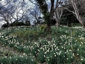 【千葉県鋸南町】TV取材も来る人気スポット！水仙まつり　1月上旬の開花状況は？