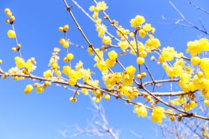 ◆群馬県安中市◆甘い香りに誘われて…。新春のお出かけは安中市『ろうばいの郷』で決まり♪