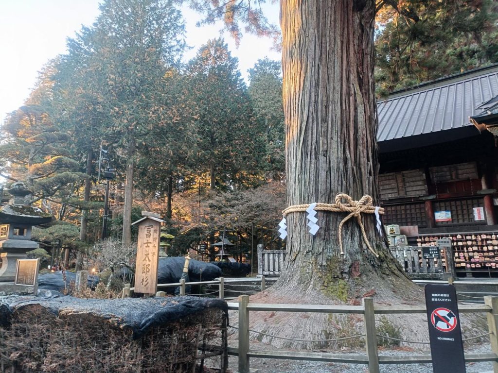 左側の大きな冨士太郎杉