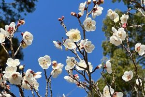 老若男女ふらっと行ける癒しスポット〜茂原公園〜
