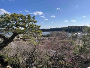 梅を観に水戸の偕楽園にお越しください