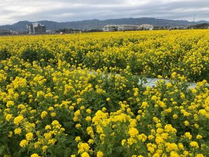 【南房総で田舎暮らし】目と舌で春を先取り！　早春の菜の花畑へ