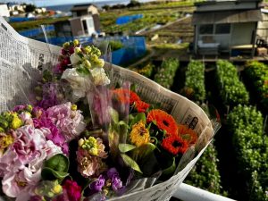 【千葉県 南房総市】2026年白間津　青い海とお花畑　