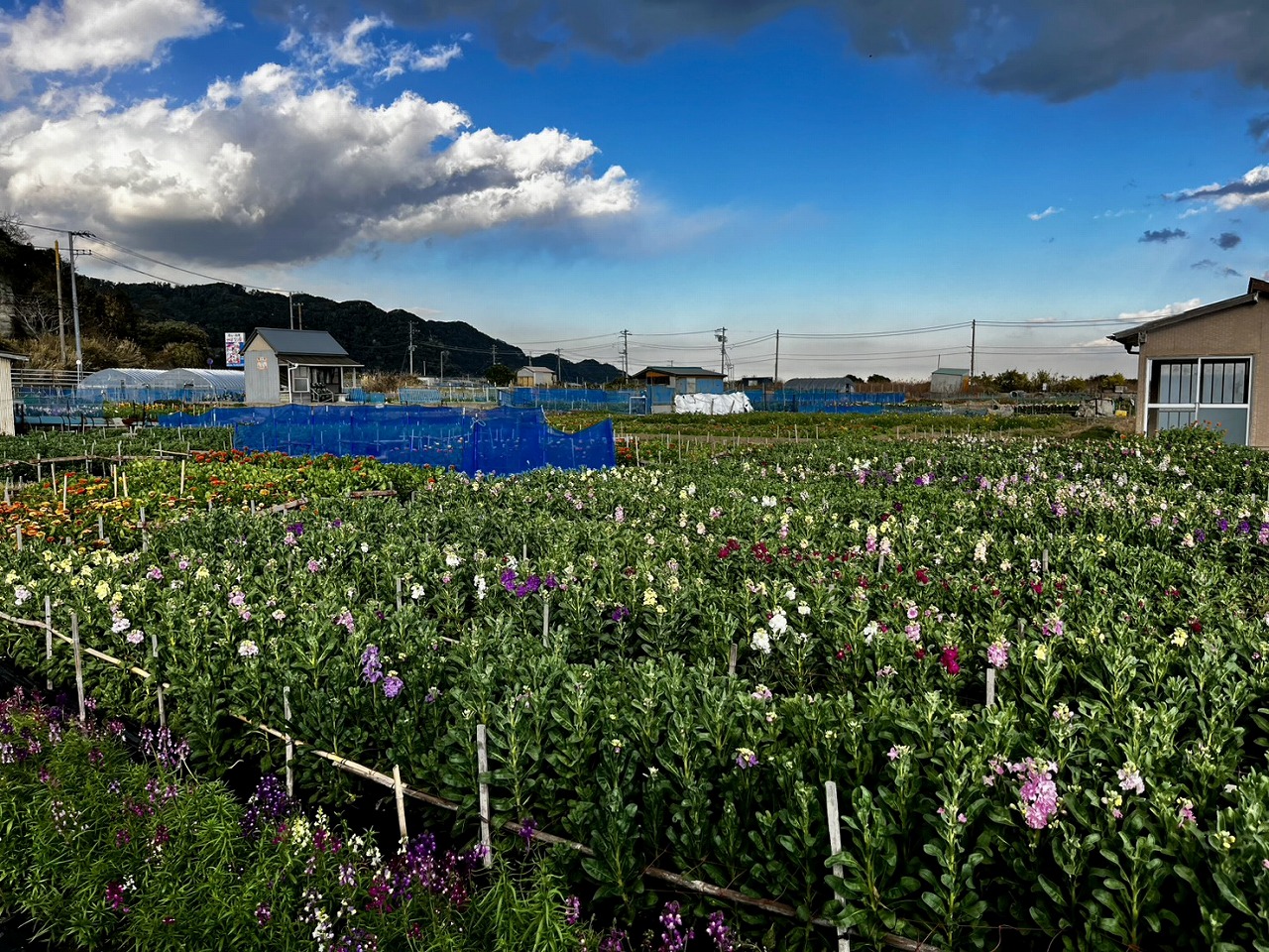 ちょっと物足りない感じ