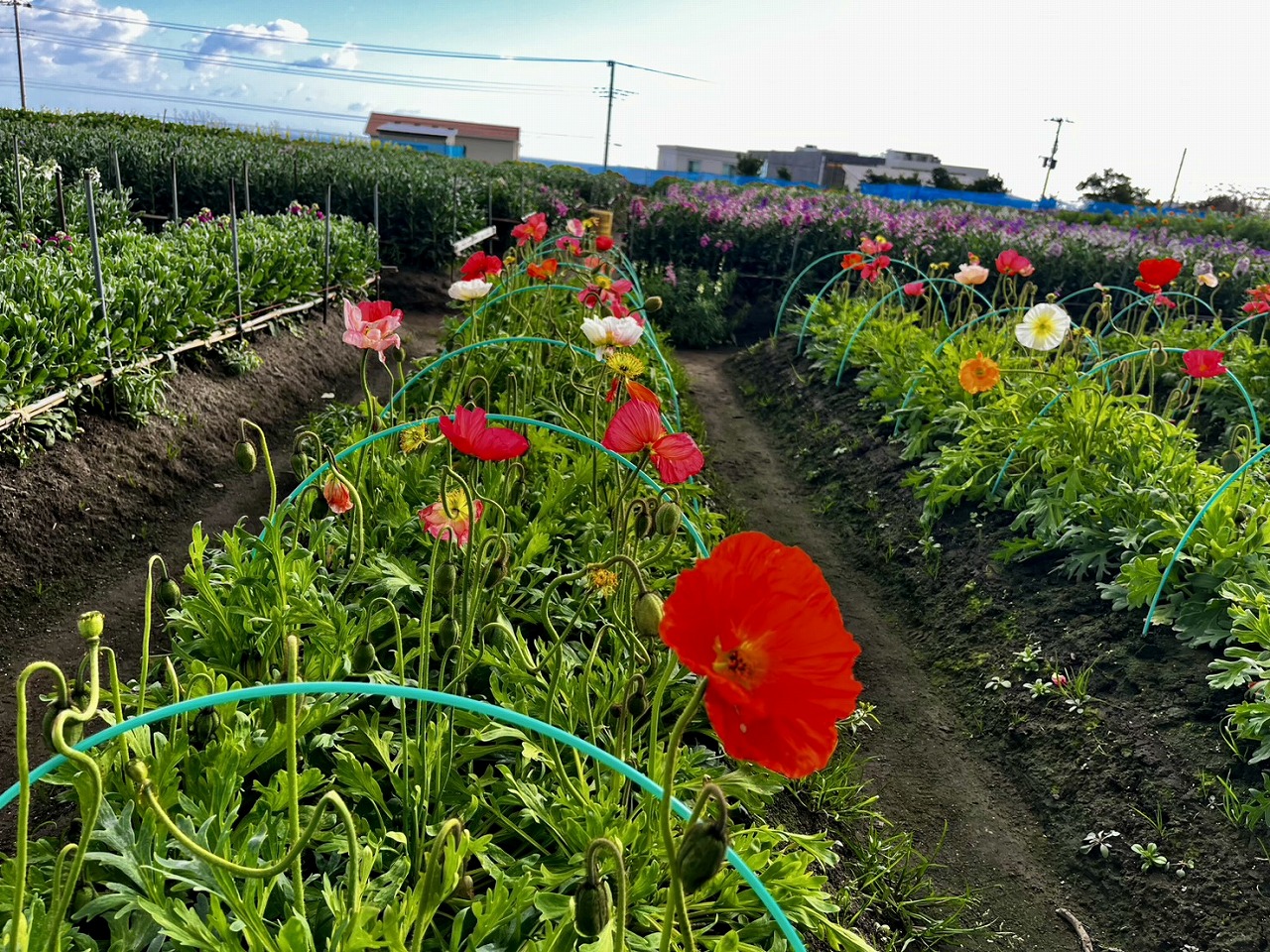 ポピー咲いてた