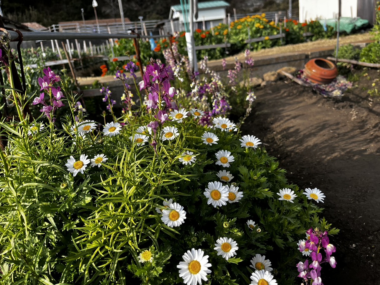 海も見えるお花畑