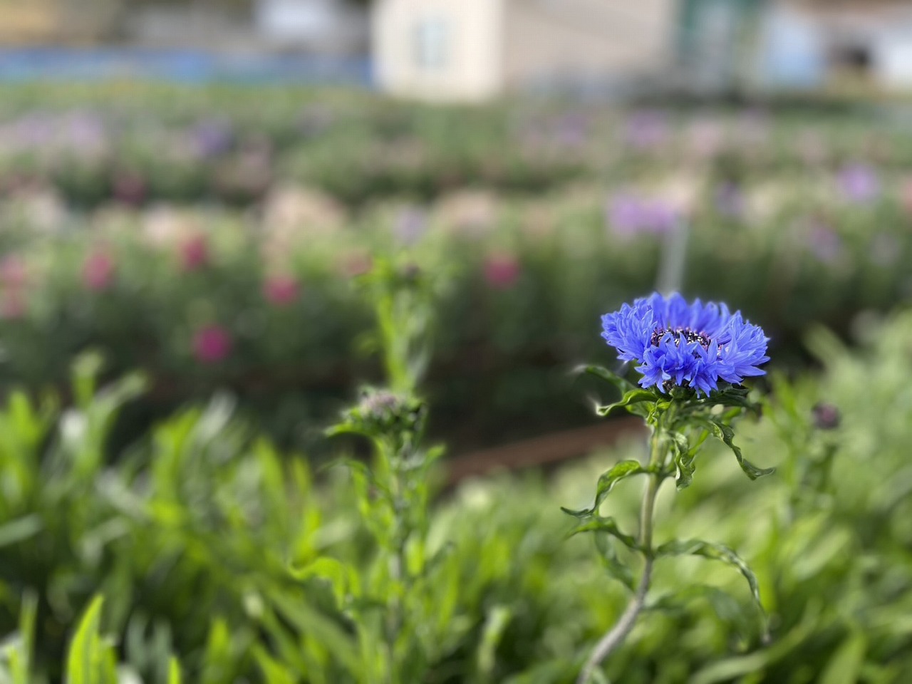咲き始めた感じのお花多め