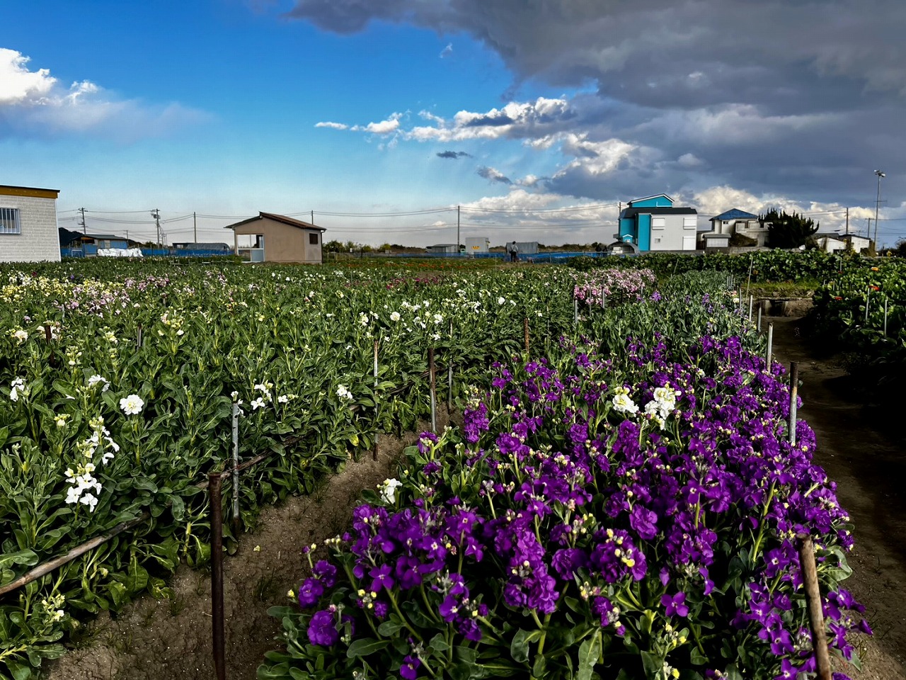 露地栽培のお花