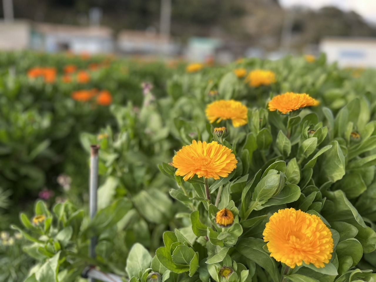 2026年のお花畑情報