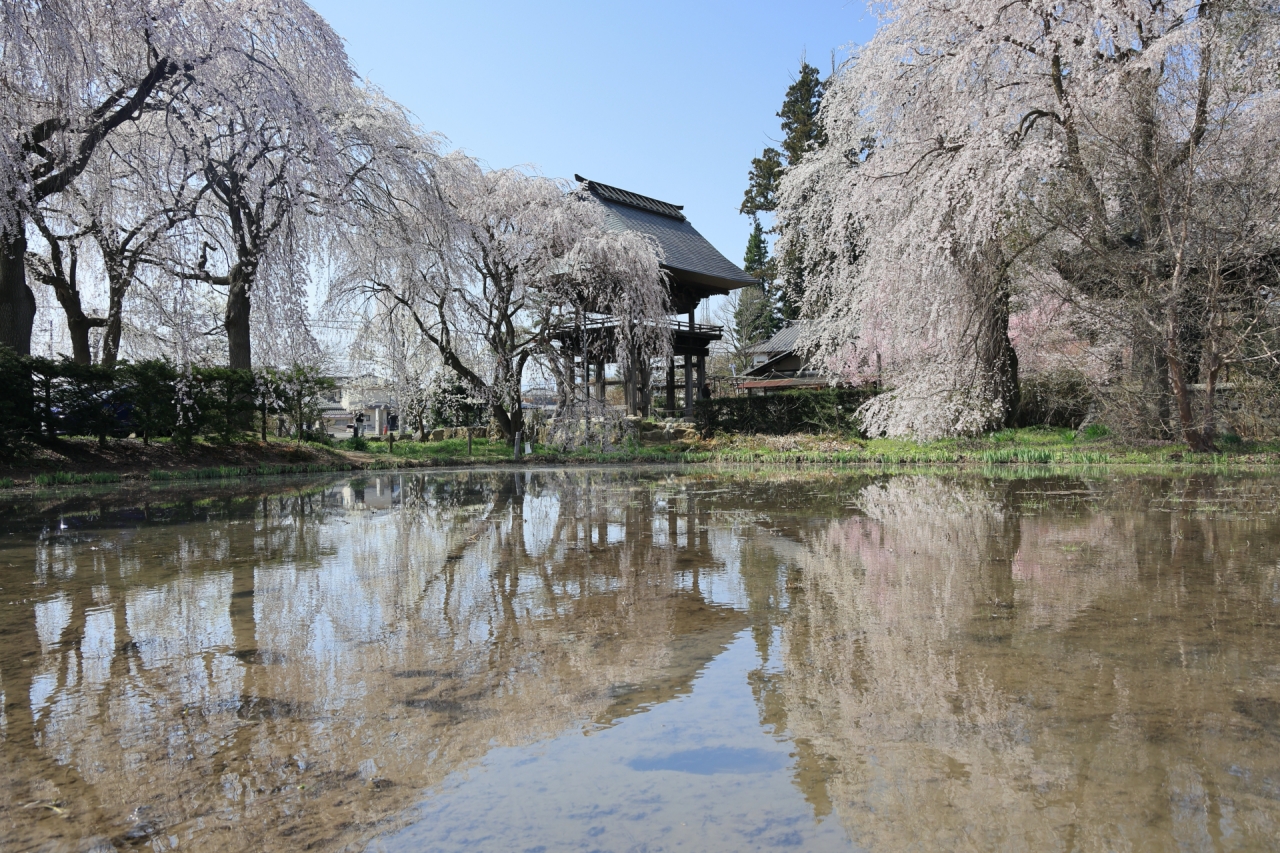 安養寺のしだれ桜