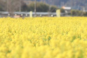◆千葉県鴨川市◆視界いっぱいに広がる菜の花畑の絶景！『菜な畑ロード2026』