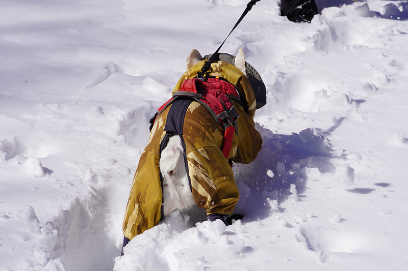 少しずつ積雪も増え、コポーも頑張ります。