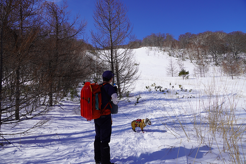 ゲレンデ跡を直登