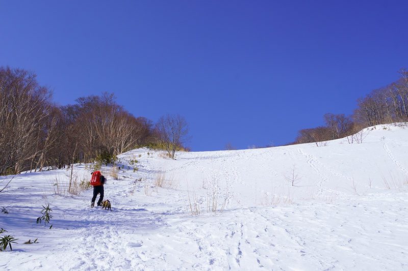 ゲレンデ跡を直登