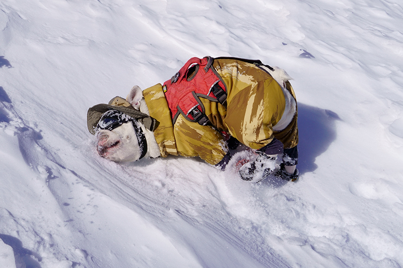 雪の上でコロコロする愛犬コポー