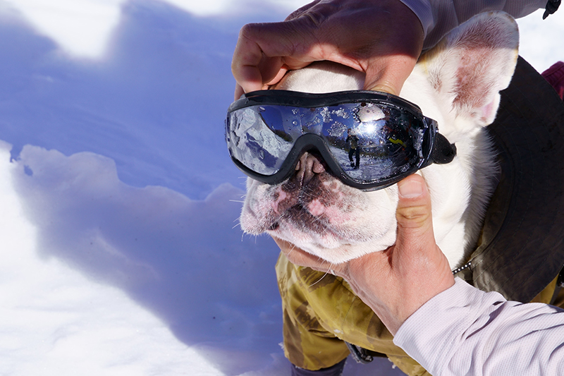 ゲレンデは陽を遮るものがないので、コポーもゴーグル着用。ワンちゃん用のゴーグルです。