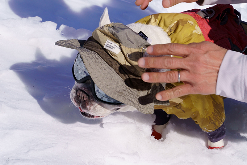 ゲレンデは陽を遮るものがないので、コポーもゴーグル着用。ワンちゃん用のゴーグルです。