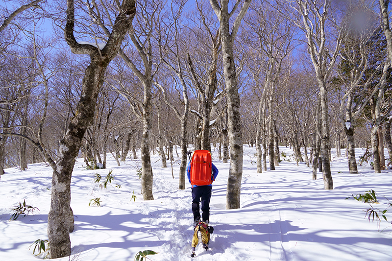 ダケカンバの美しい森
