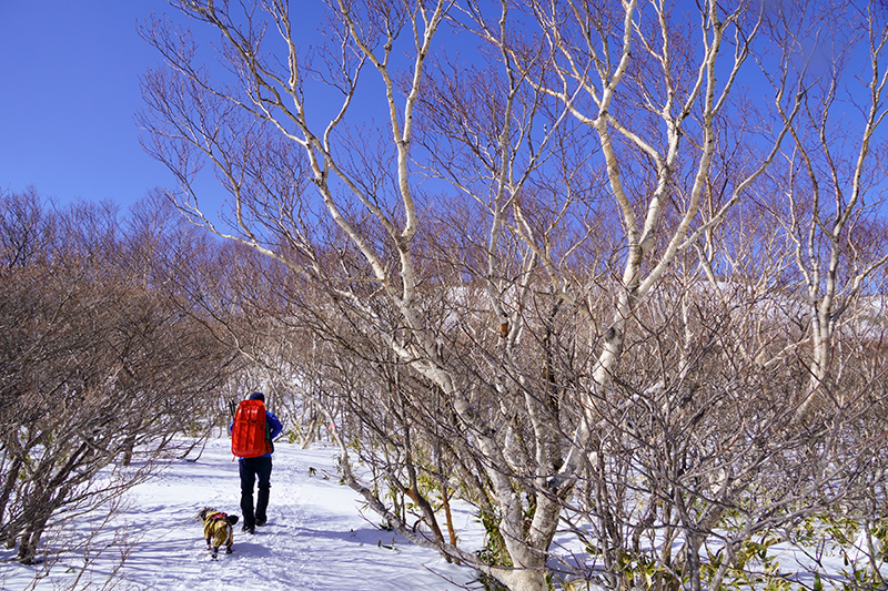 ダケカンバの美しい森