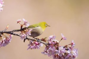 頼朝桜とメジロ