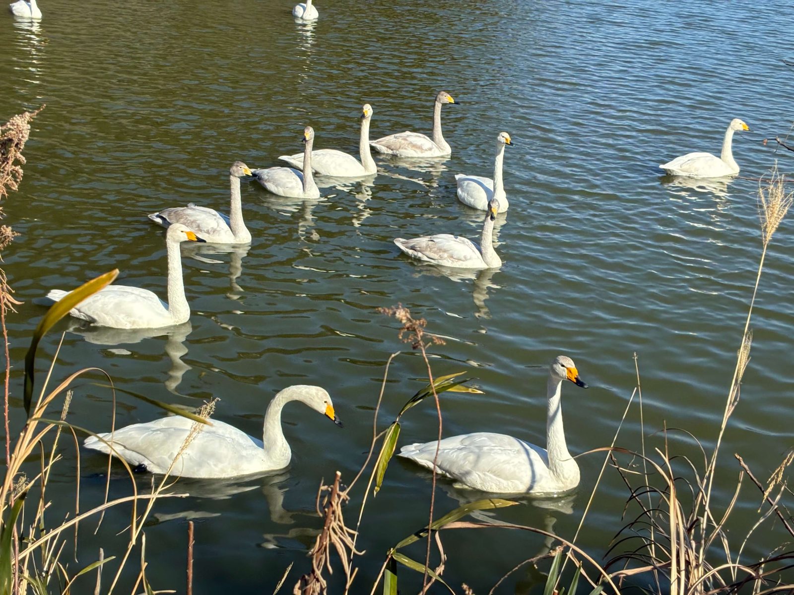 古徳沼の白鳥たち