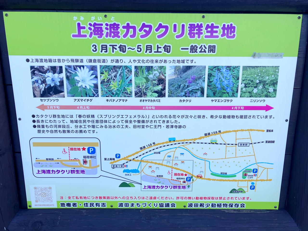 上海渡カタクリ群生地