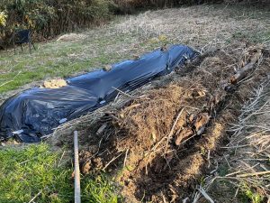 荒れた畑に菌を仕込んでみました