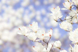 ◆埼玉県寄居町◆見頃はたったの3日間!?儚すぎる春の花・白木蓮の名所『常楽寺』へ