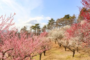 【埼玉県長瀞町】見頃をむかえている『宝登山梅百花園』へ行ってみました！