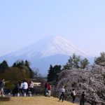 富士山,桜,見頃