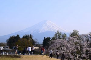 【富士山河口湖周辺】満開の桜と富士山！名所や穴場まで見どころを紹介