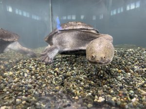 【蓼科】に“天空の水族館”があった！山の上の“ユニーク水族館”に行ってきました