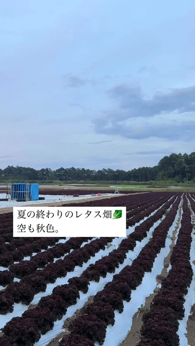 🍃🥬 夏の終わりのレタス畑と秋の空 ☁️🍂

まぶしい夏の陽ざしの下で育ったレタス畑。
収穫を迎える頃には、空の色が少しずつ秋色に変わってきます。

さわやかな風が吹き抜け、青空の奥にはうっすらと秋の気配。
そのコントラストは、まるで季節のバトンタッチを見ているようです。

畑に広がる緑、空に広がる青と白とピンク。
何気ない景色の中に、季節のうつろいと豊かさを感じます。

—
この美しい音楽…🎶
作曲家 石倉雄太さん（@yutaishikura_euph） が提供くださっている一曲です。

「誰かの支えになれる音楽を」という想いとともに、
私たちの“暮らしの物語”を彩っていただいています。
—

#日本マウント #アイレストビレッジ #首都圏不動産販売
#田舎暮らし #二拠点生活 #デュアルライフ #不動産情報
#別荘ライフ #移住したい #首都圏移住 #お試し移住
#新しい暮らし #石倉雄太 #響けユーフォニアム
#暮らしの物語 #自然と暮らす #豊かな暮らし #地域とともに